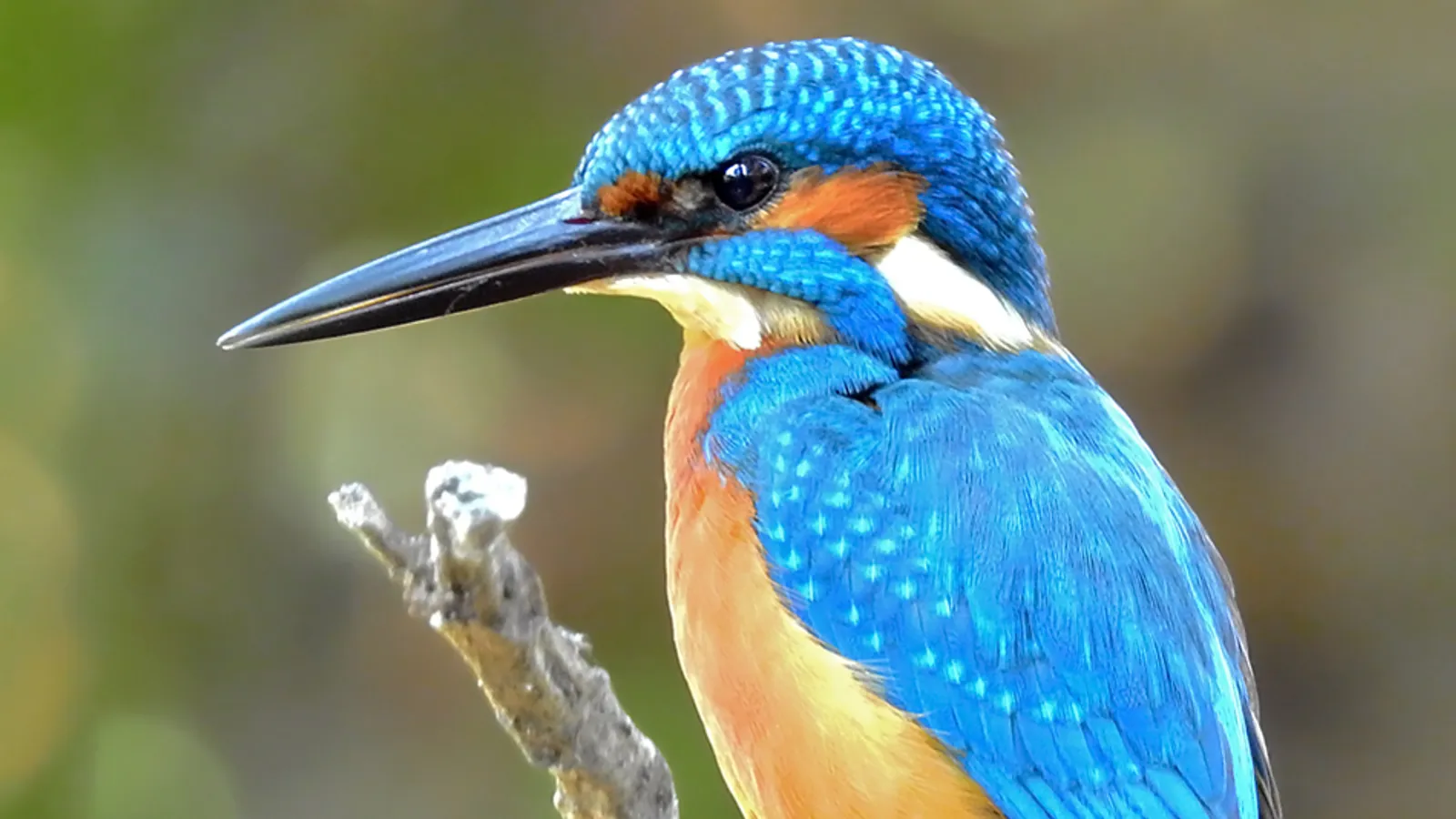 Common kingfisher (Alcedo atthis)