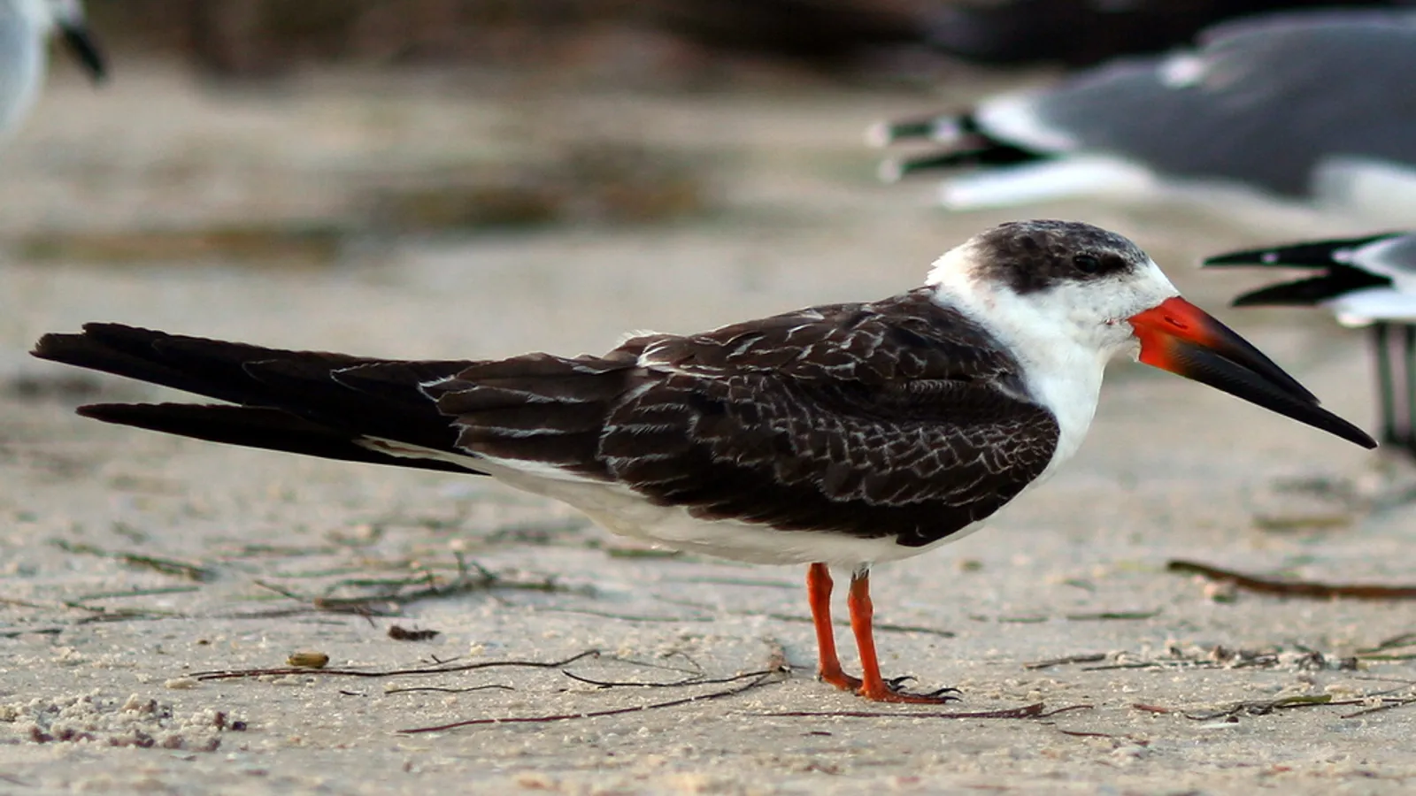 Black skimmer (Rynchops niger)