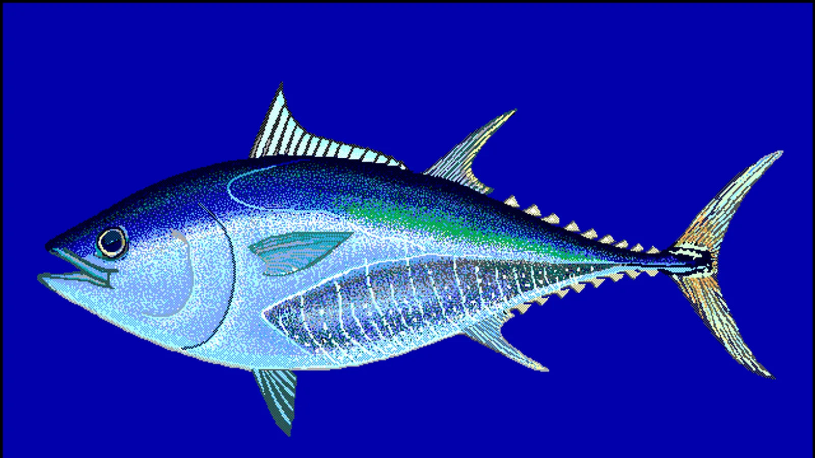 Tonno rosso (Thunnus thynnus)