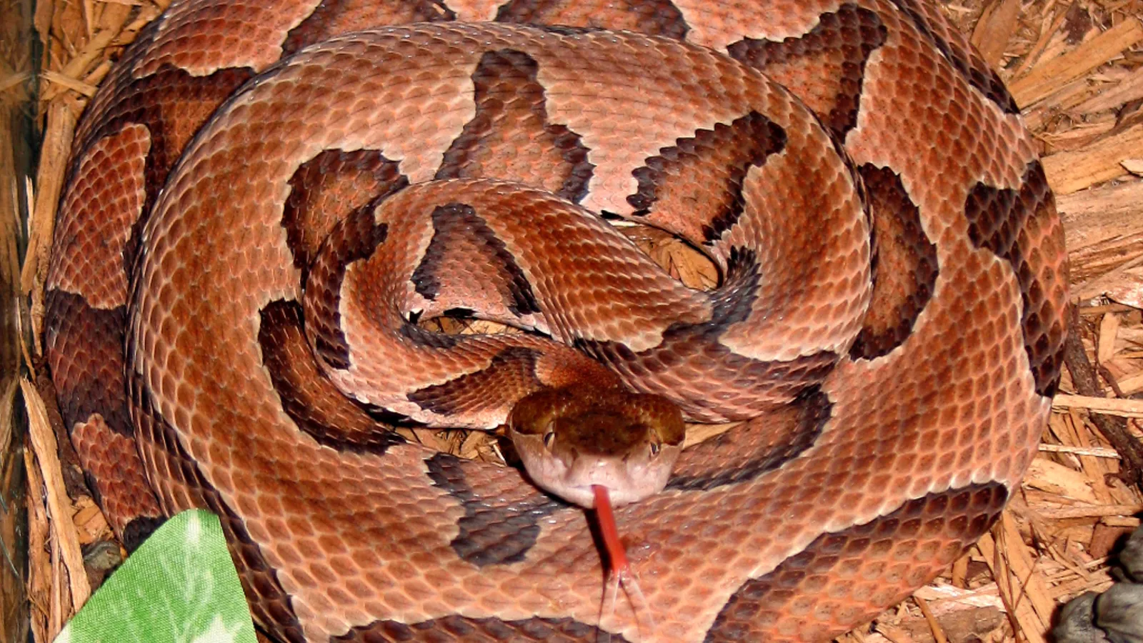 Eastern copperhead (Agkistrodon contortrix)