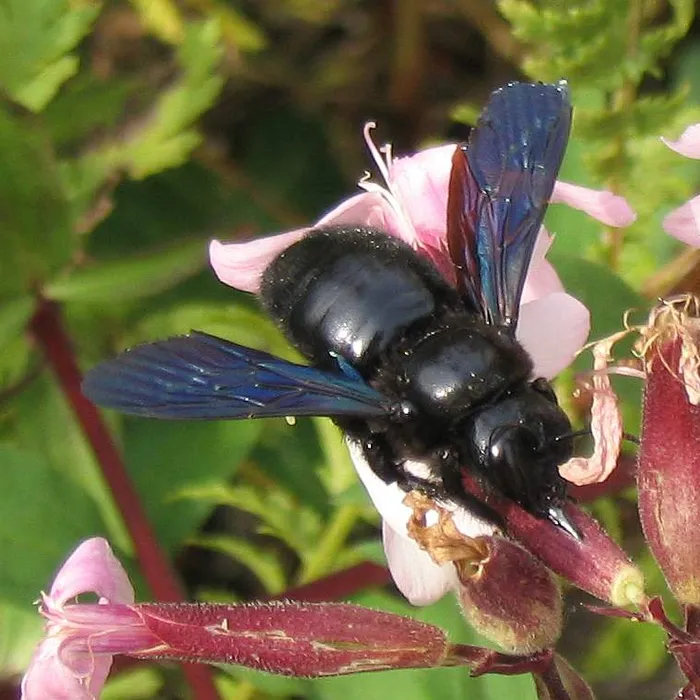 Ape legnaiola (Xylocopa violacea)
