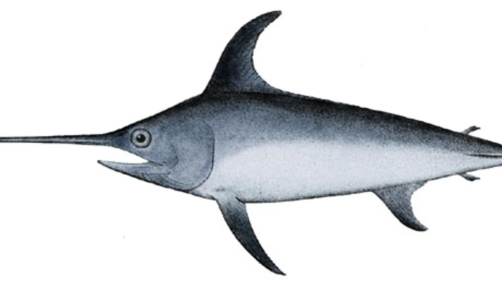 Swordfish (Xiphias gladius)