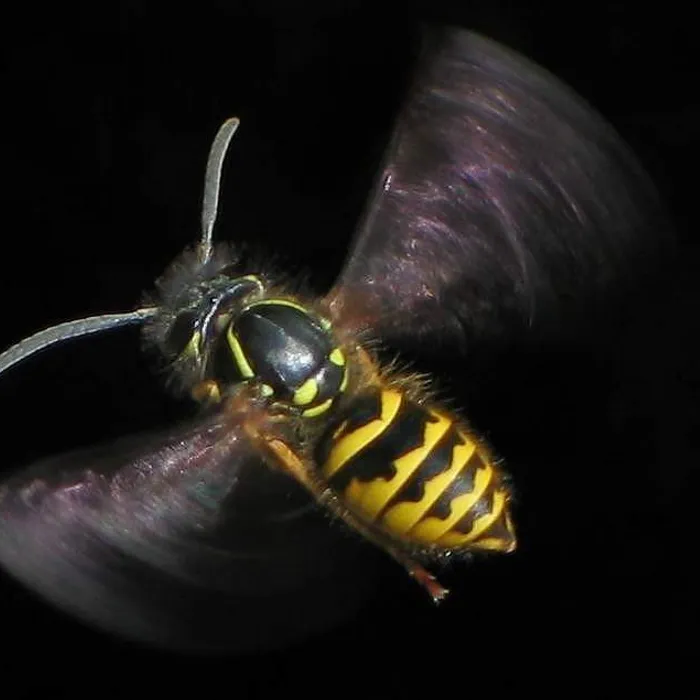 Common wasp (Vespula vulgaris)
