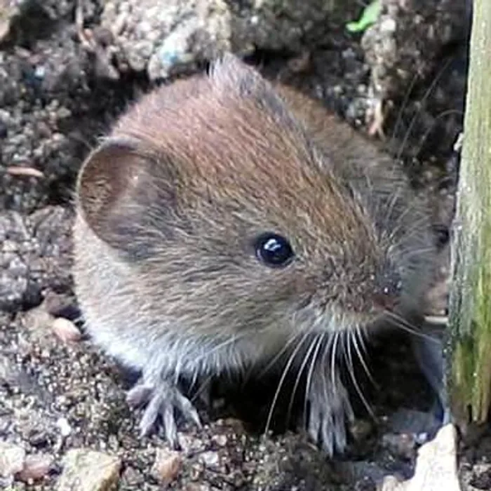 Arvicola rossastra (Clethrionomys glareolus)