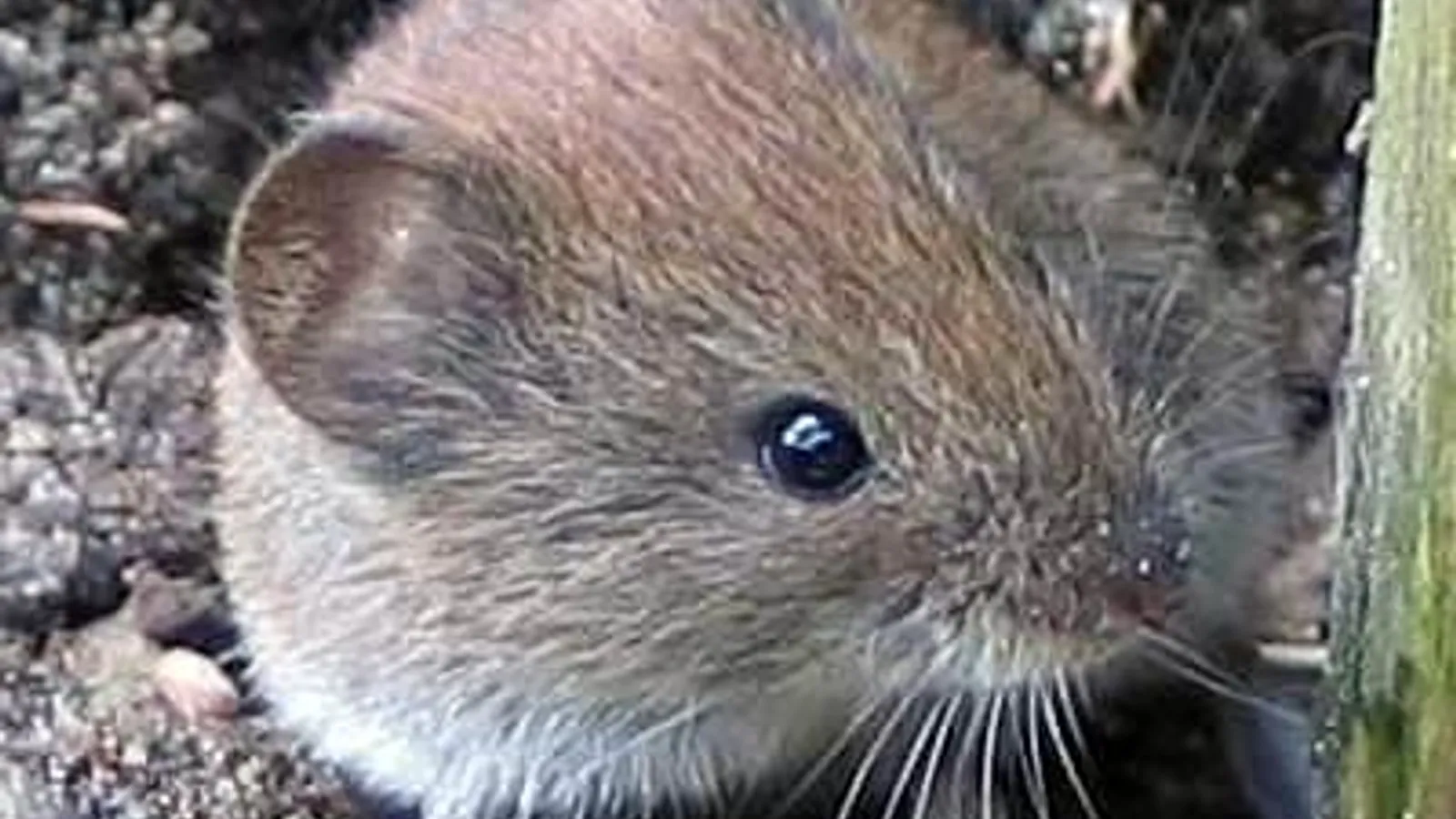 Arvicola rossastra (Clethrionomys glareolus)
