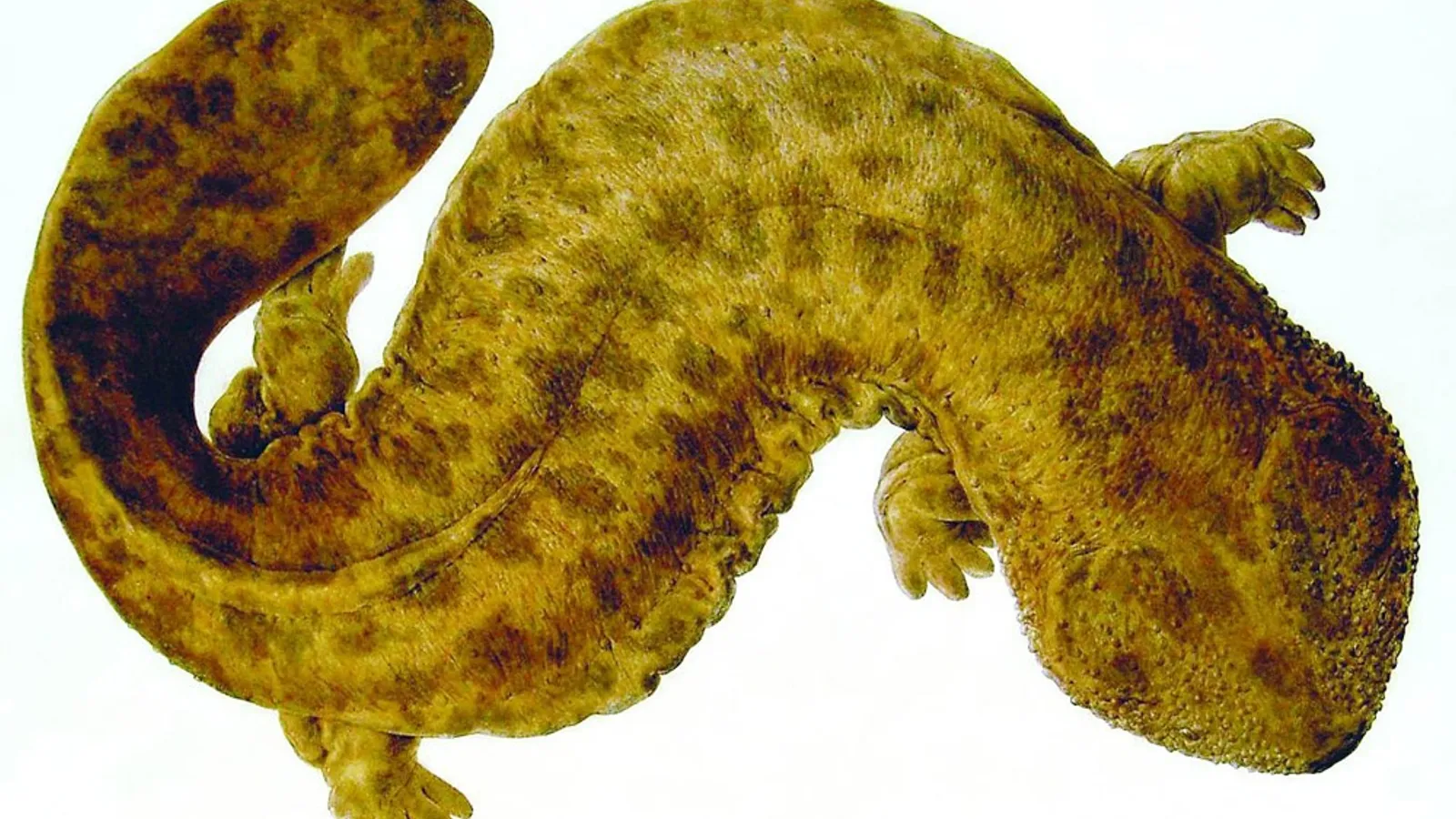 Salamandra gigante giapponese (Andrias japonicus)