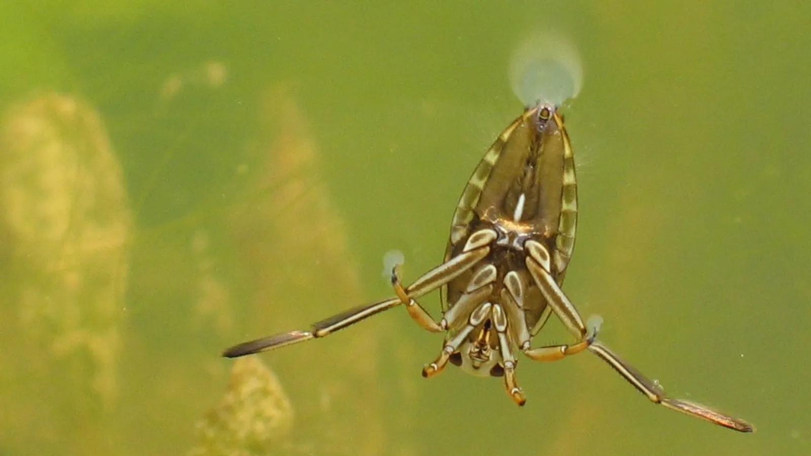 Common backswimmer (Notonecta glauca)