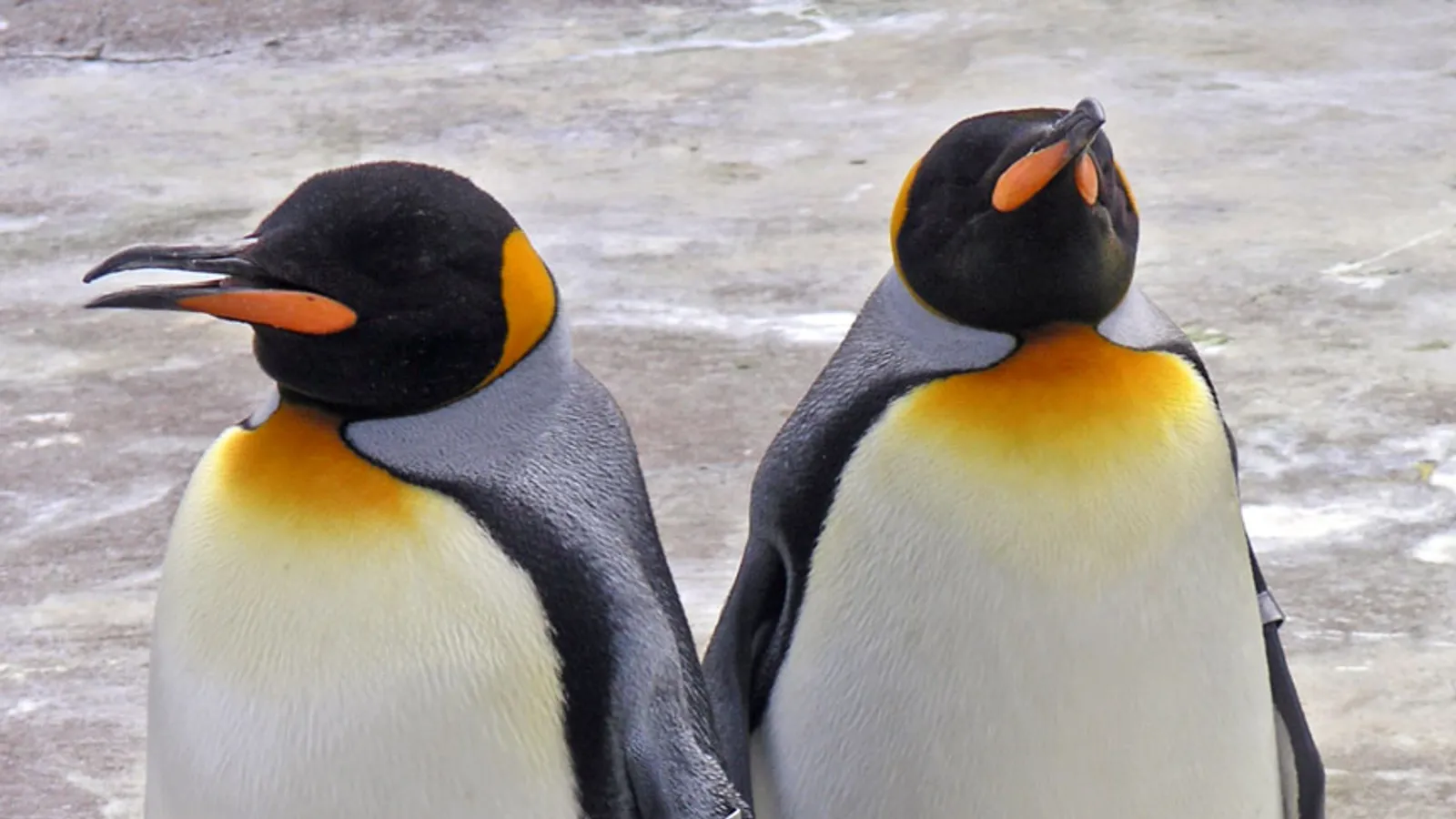 King penguin (Aptenodytes patagonicus)