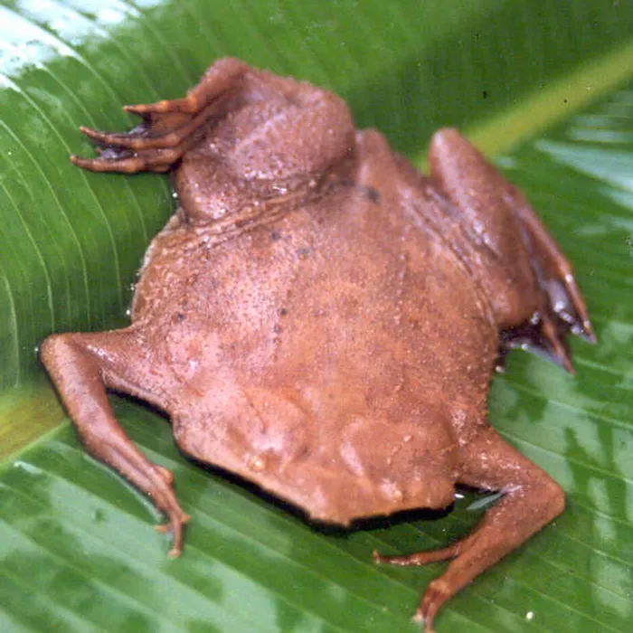 Rana pipa del Suriname (Pipa pipa)