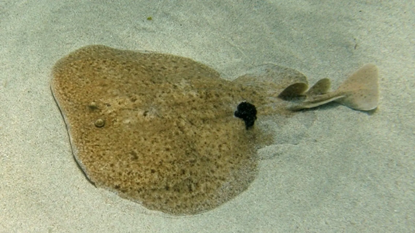 Torpedine marmorata (Torpedo marmorata)