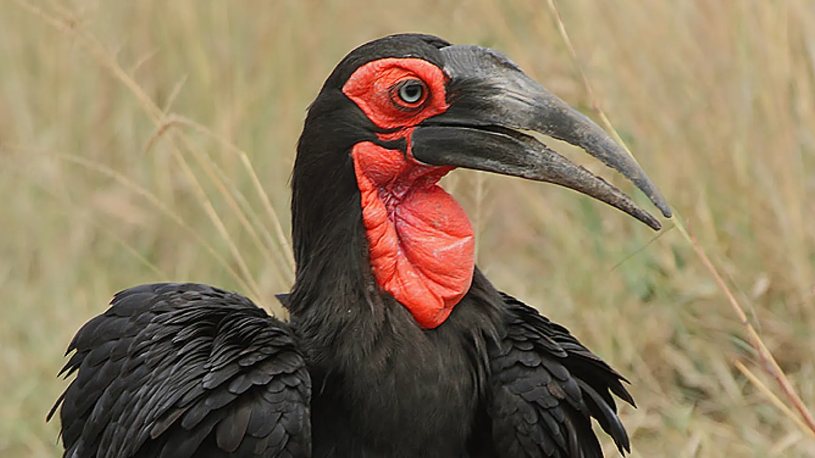 Bucorvo cafro (Bucorvus leadbeateri)