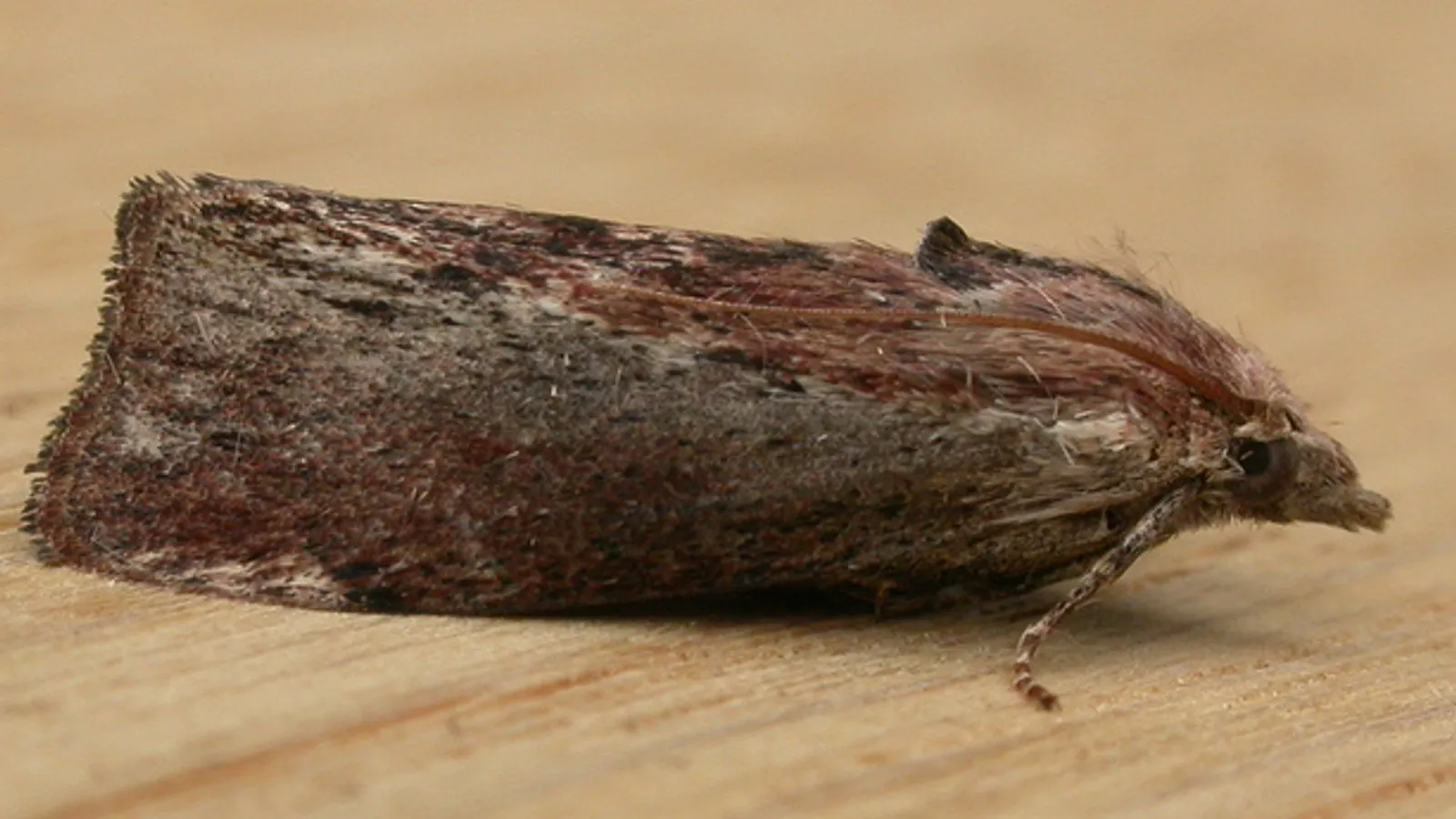 Tarma della cera (Galleria mellonella)