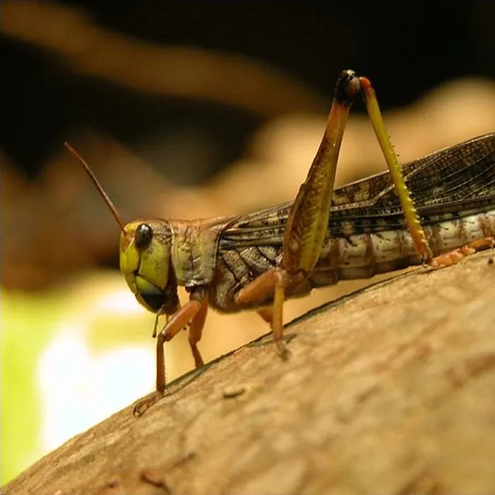 Locusta migratoria (Locusta migratoria)