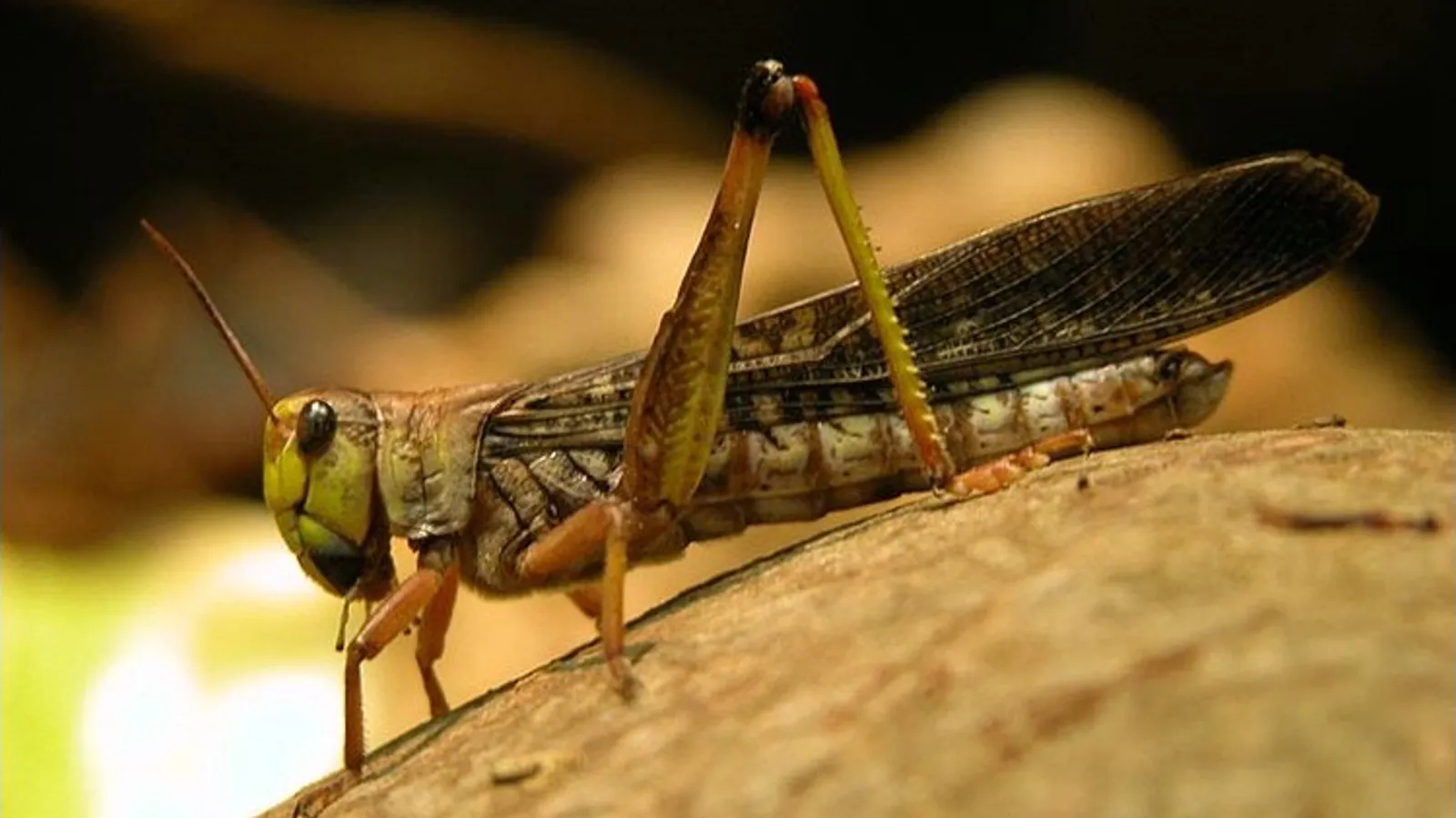 Locusta migratoria (Locusta migratoria)
