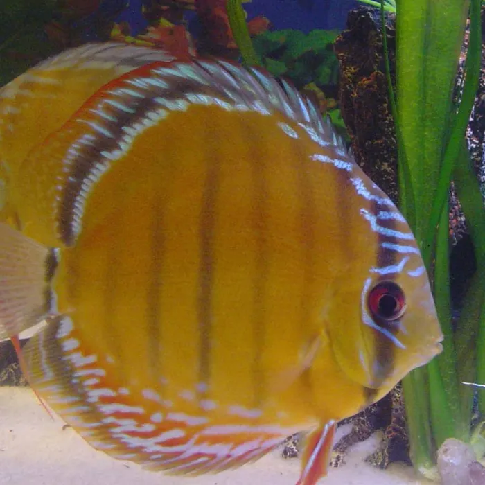 Pesce disco (Symphysodon aequifasciatus)