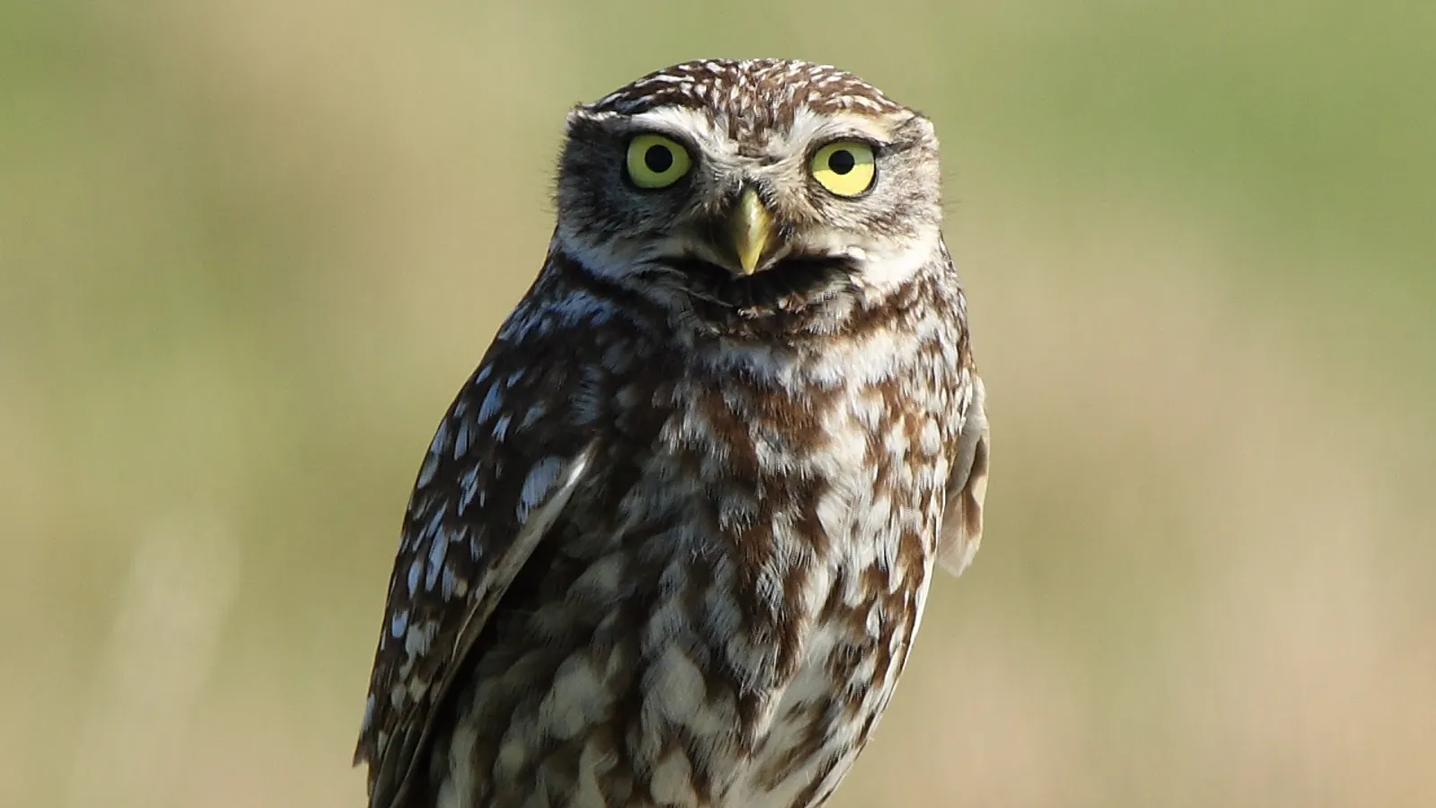 Civetta (Athene noctua)