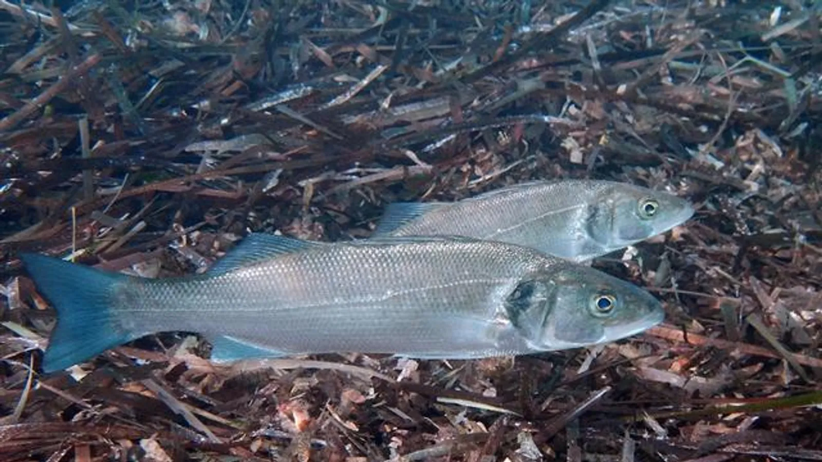Spigola (Dicentrarchus labrax)