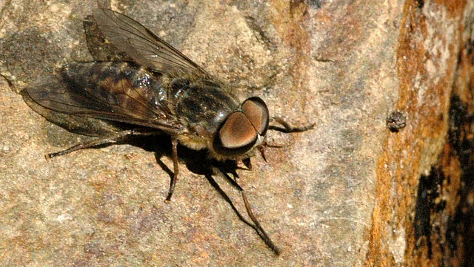 Pale giant horse-fly (Tabanus bovinus)