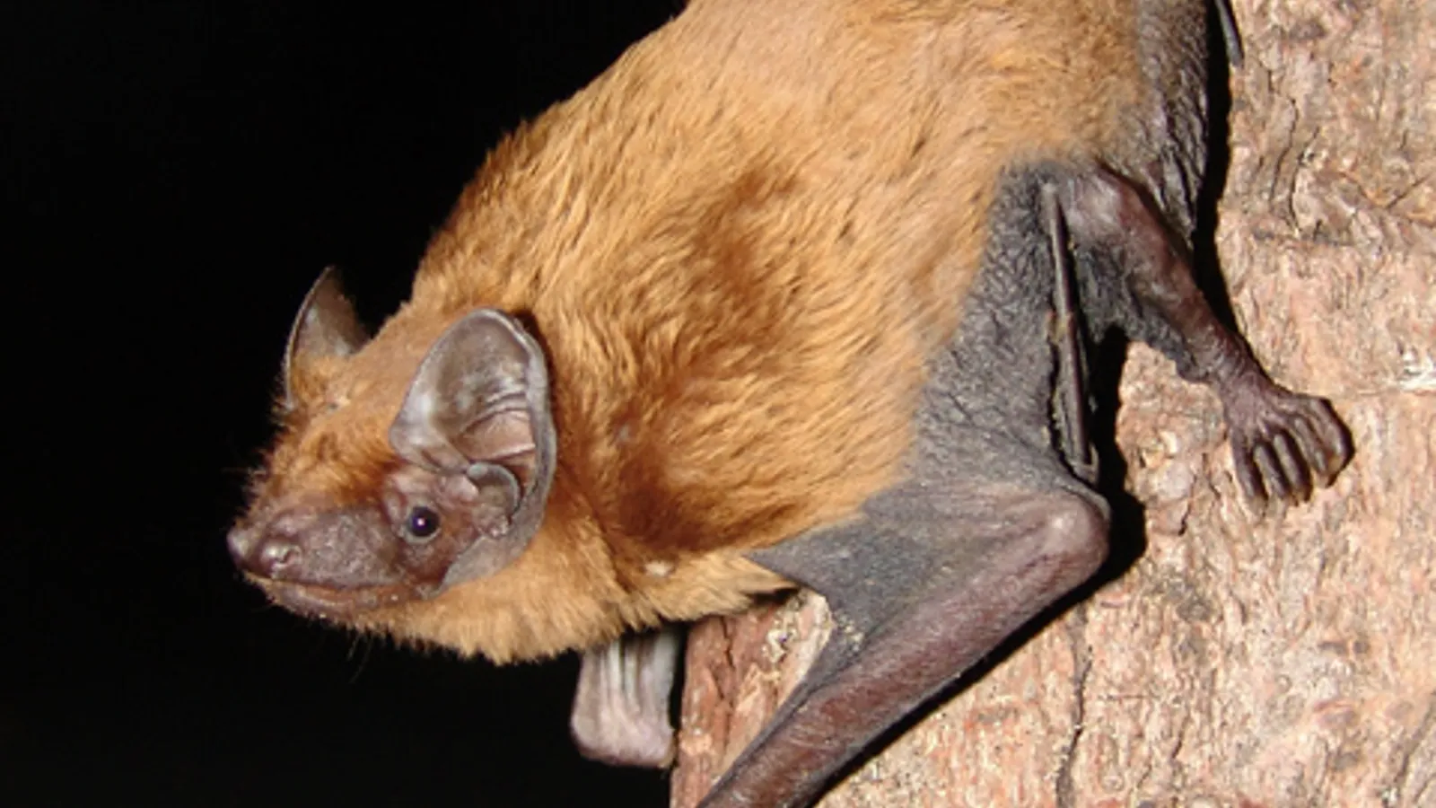 Pipistrello nottola comune (Nyctalus noctula)