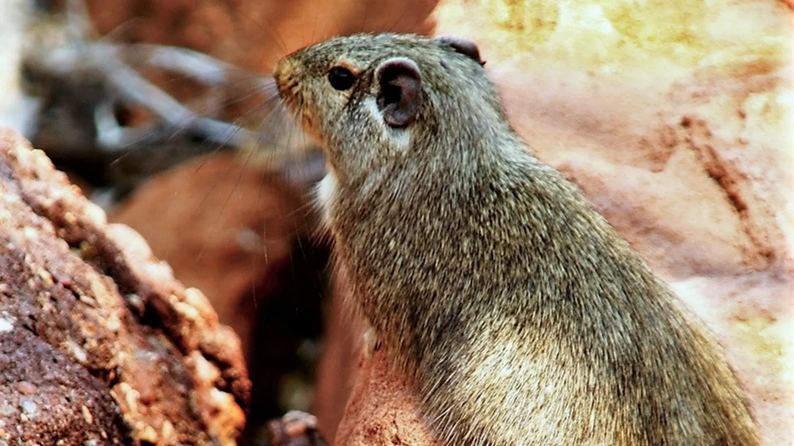 Dassie rat (Petromus typicus)