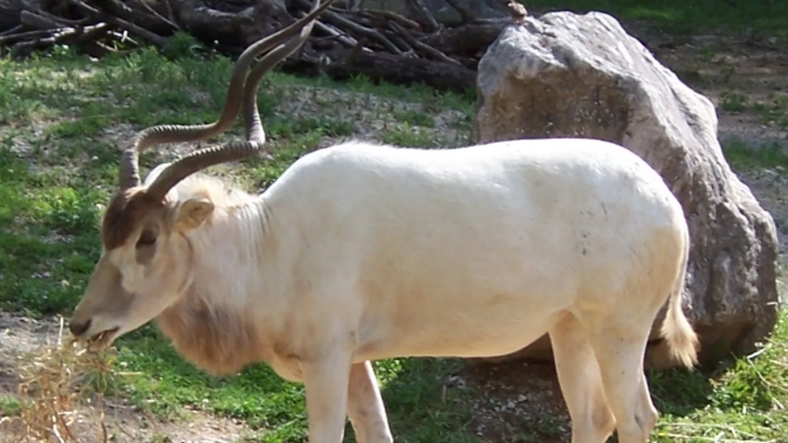 Addax (Addax nasomaculatus)