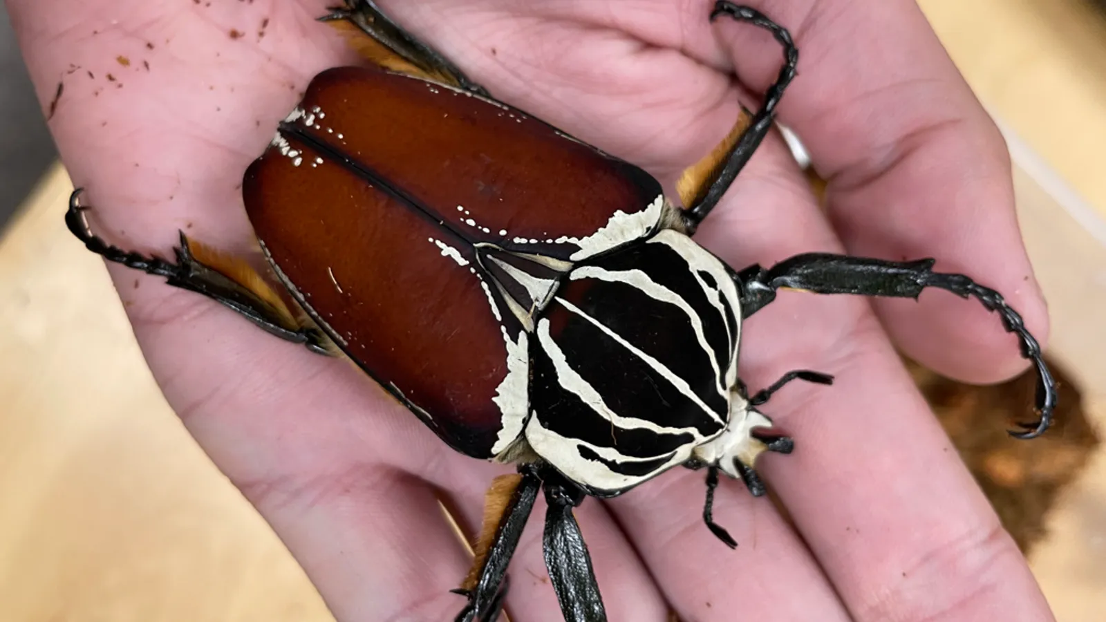 Goliath beetle (Goliathus goliatus)