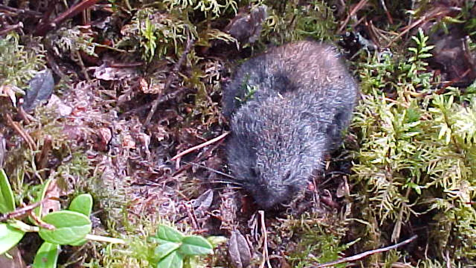 Lemming dei boschi (Myopus schisticolor)