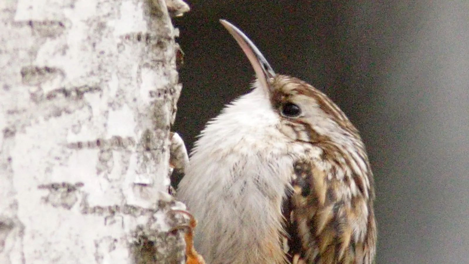 Rampichino comune (Certhia brachydactyla)