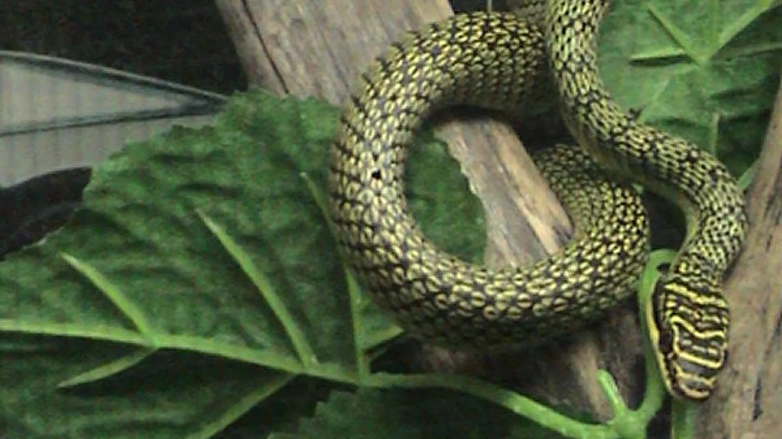 Golden tree snake (Chrysopelea ornata)