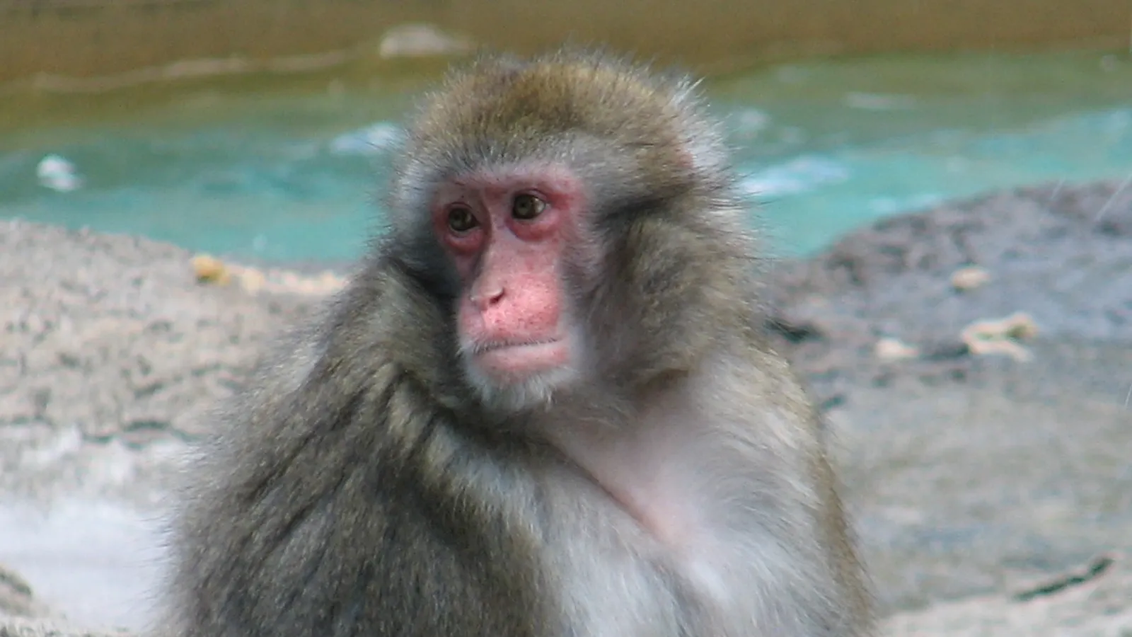 Macaco giapponese (Macaca fuscata)