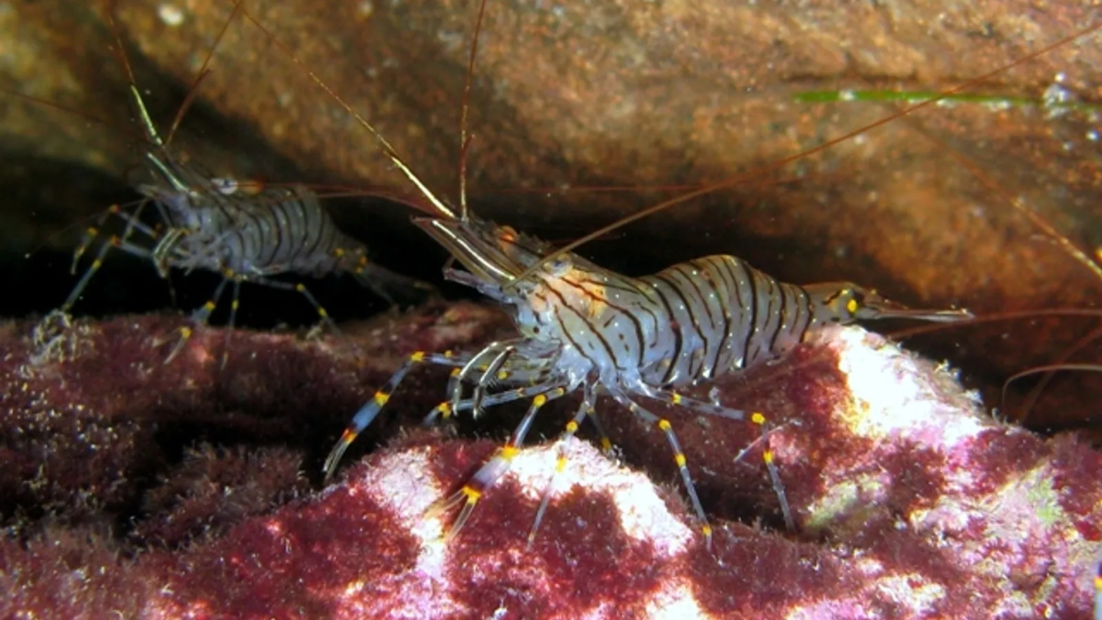 Gambero comune (Palaemon serratus)