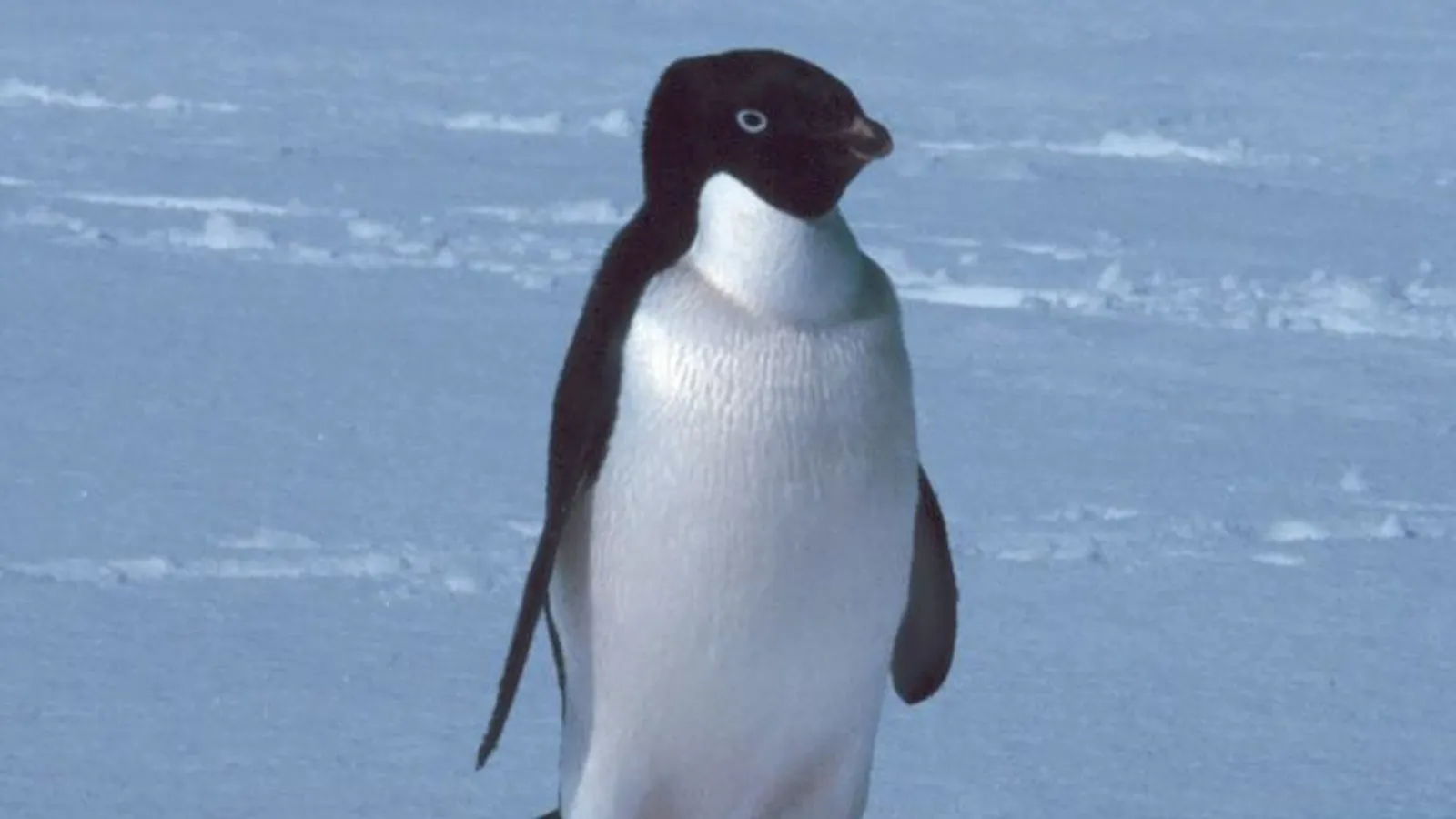 Pinguino di Adelia (Pygoscelis adeliae)