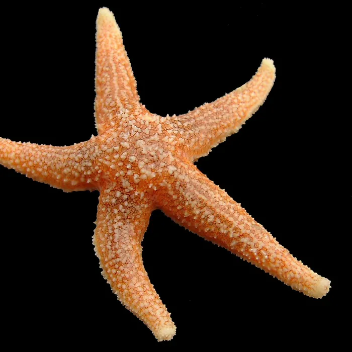 Stella marina comune (Asterias rubens)