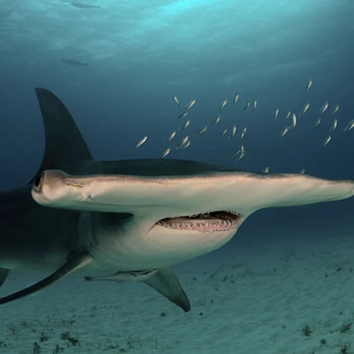Squalo martello maggiore (Sphyrna mokarran)
