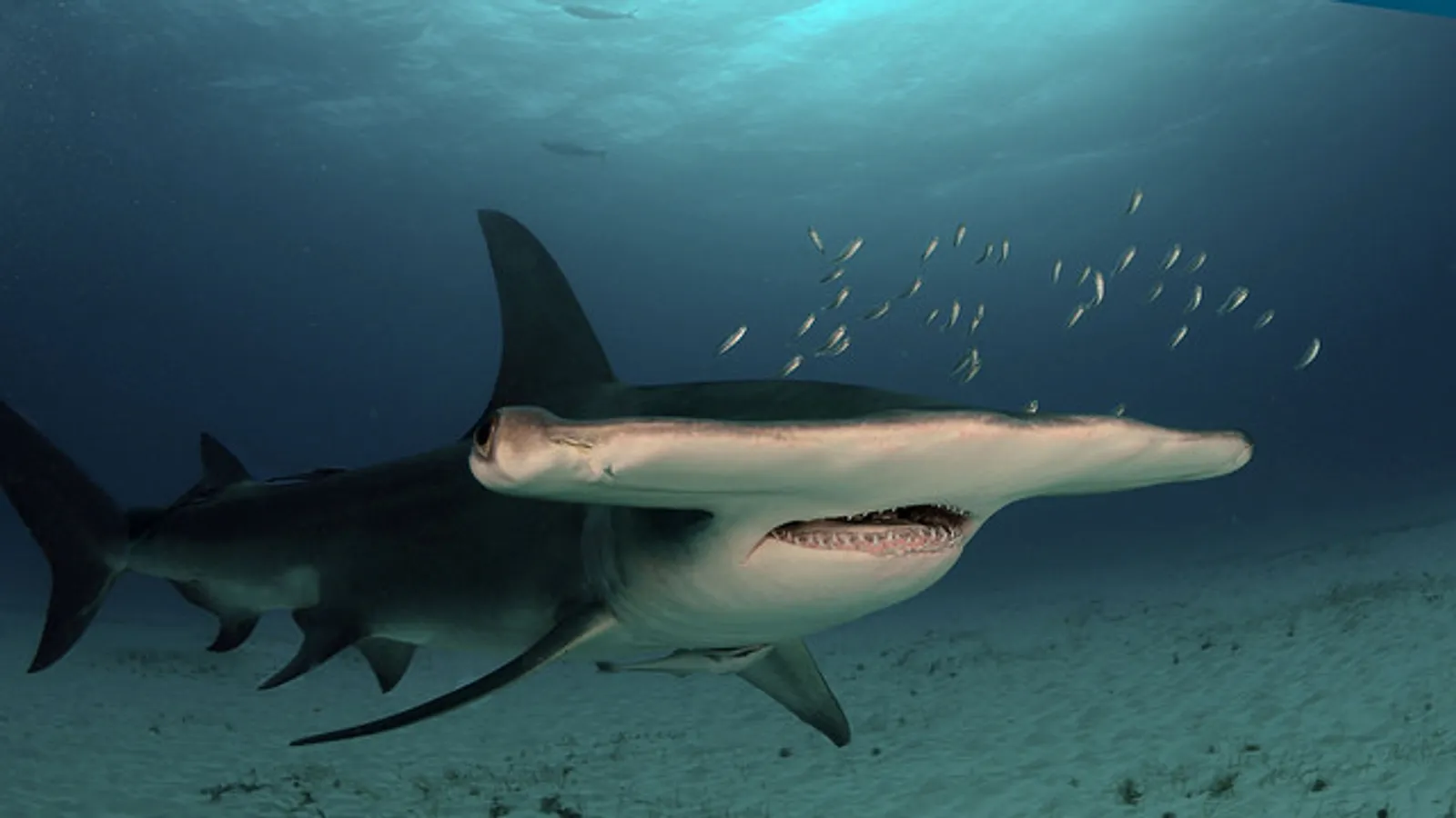 Squalo martello maggiore (Sphyrna mokarran)