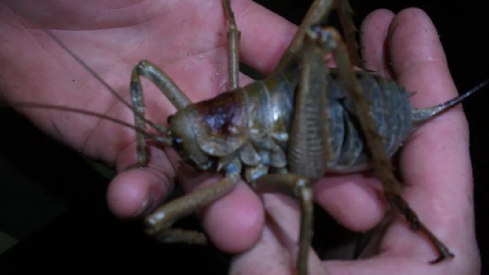 Weta gigante (Deinacrida heteracantha)