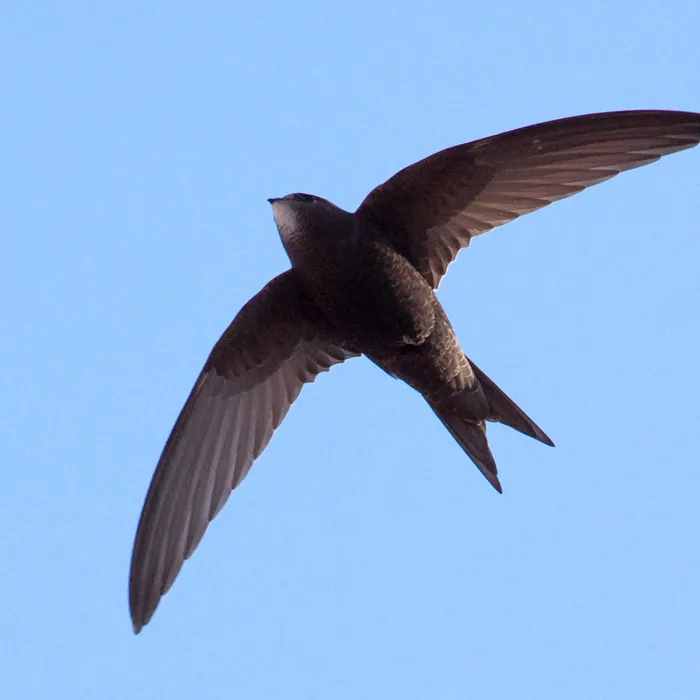 Common swift (Apus apus)