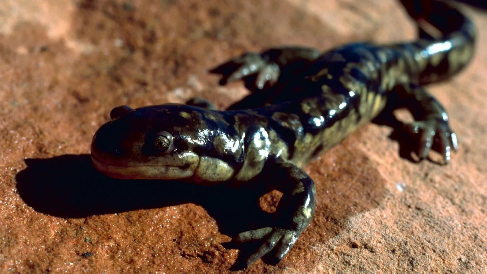 Tiger salamander (Ambystoma tigrinum)