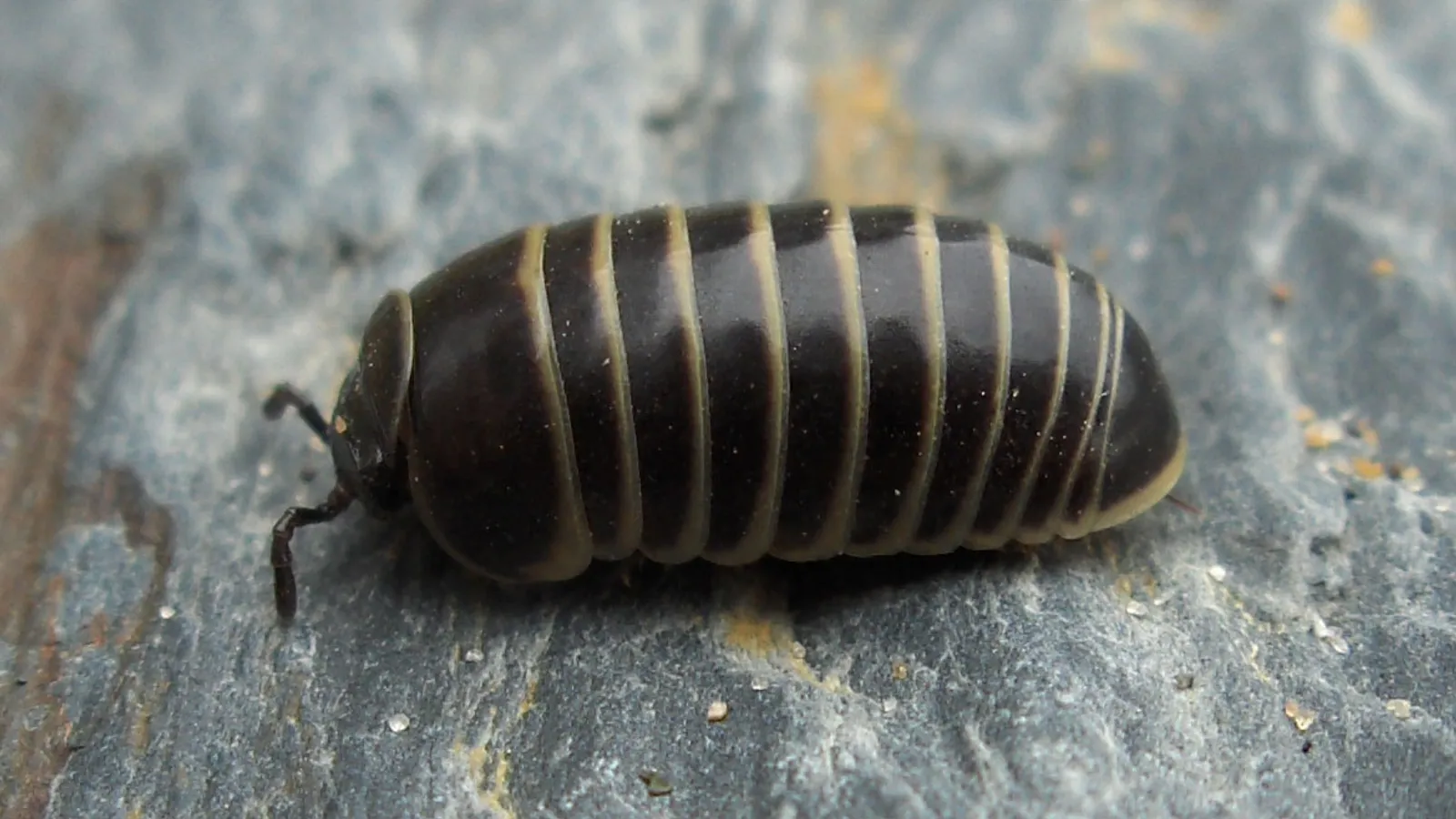 Millepiedi pillola (Glomeris marginata)