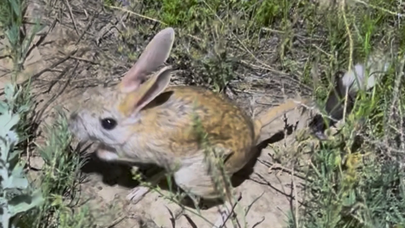 Gerboa maggiore (Allactaga major)