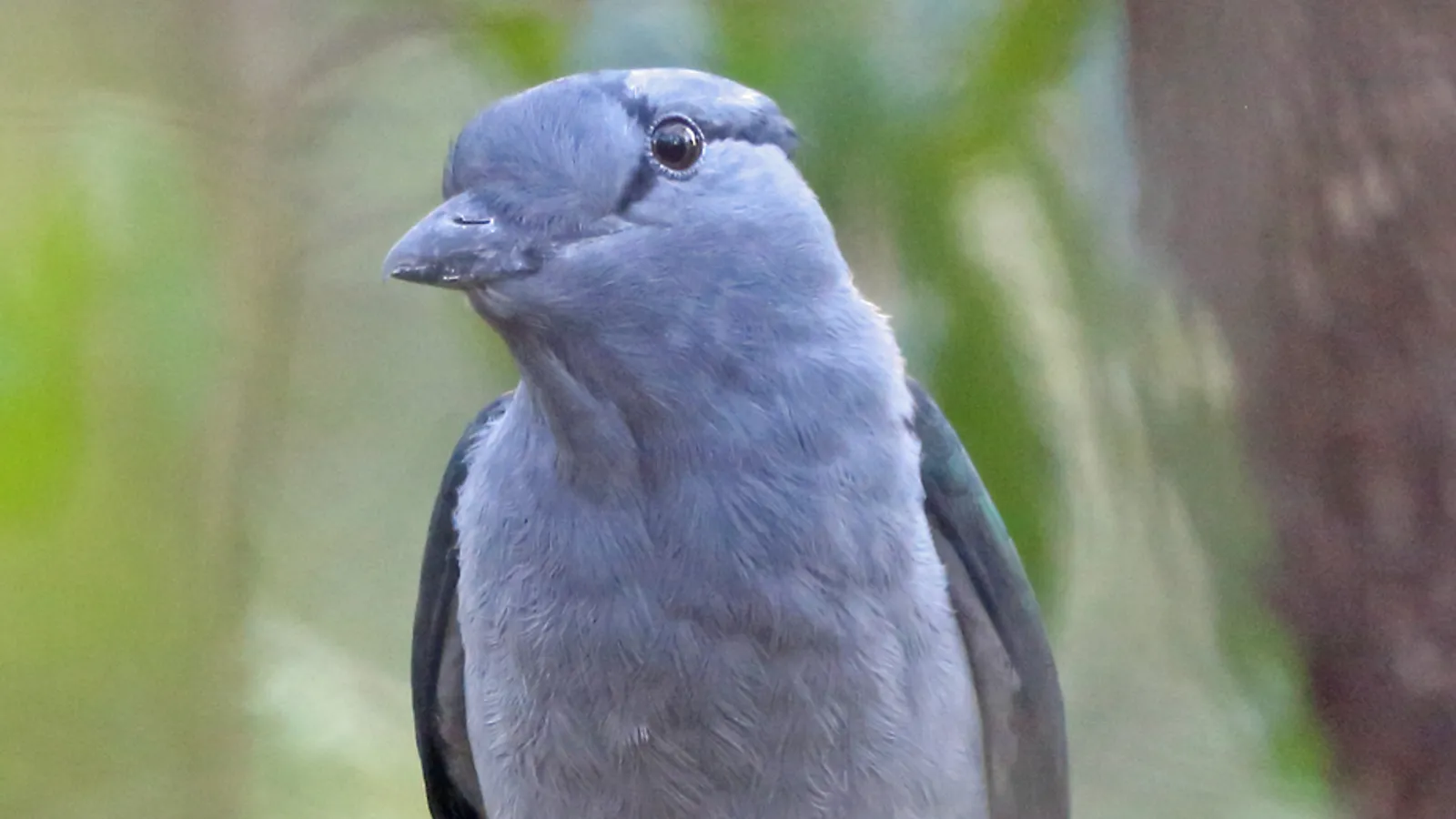 Curol del Madagascar (Leptosomus discolor)