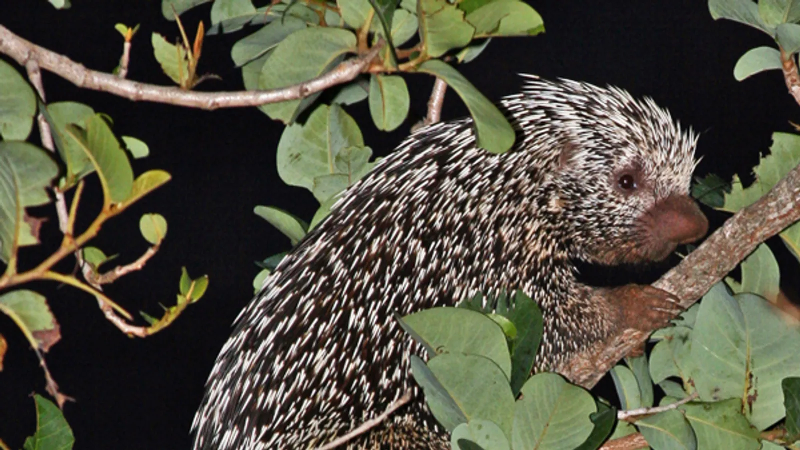 Brazilian porcupine (Coendou prehensilis)