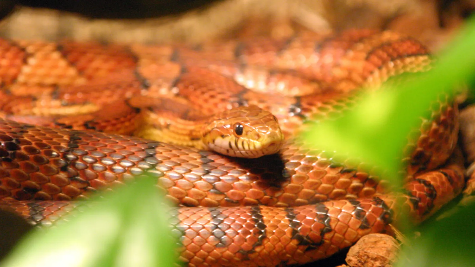 Corn snake (Pantherophis guttatus)