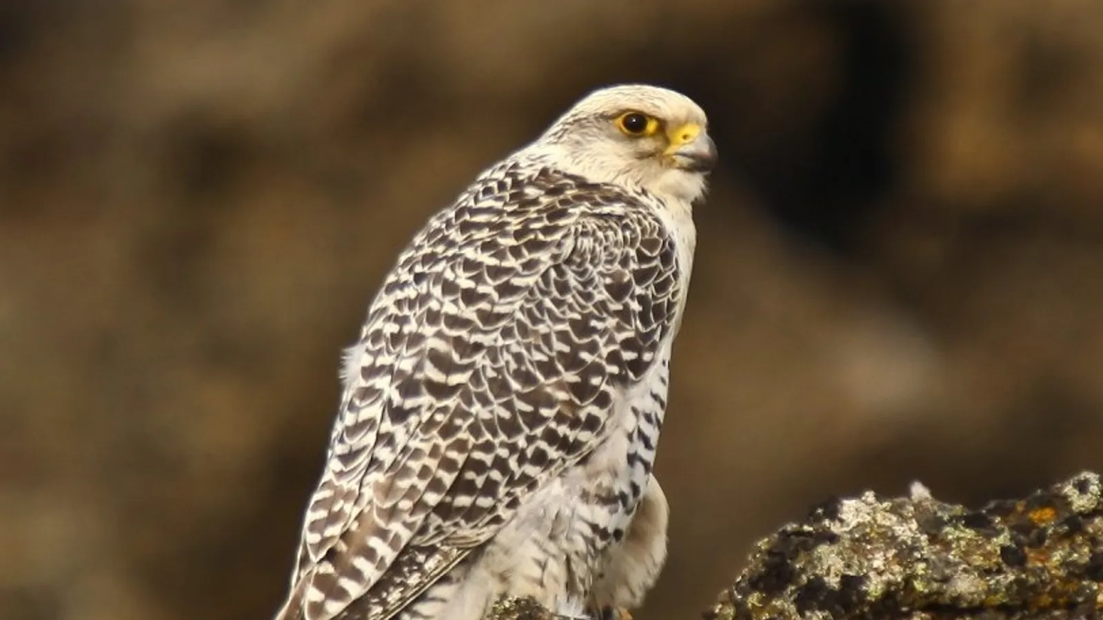Girfalco (Falco rusticolus)