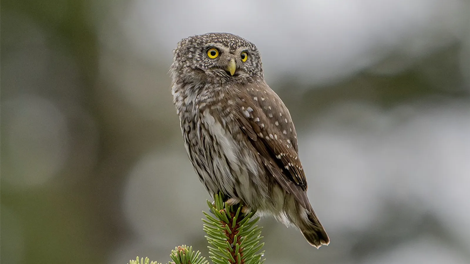 Civetta nana (Glaucidium passerinum)