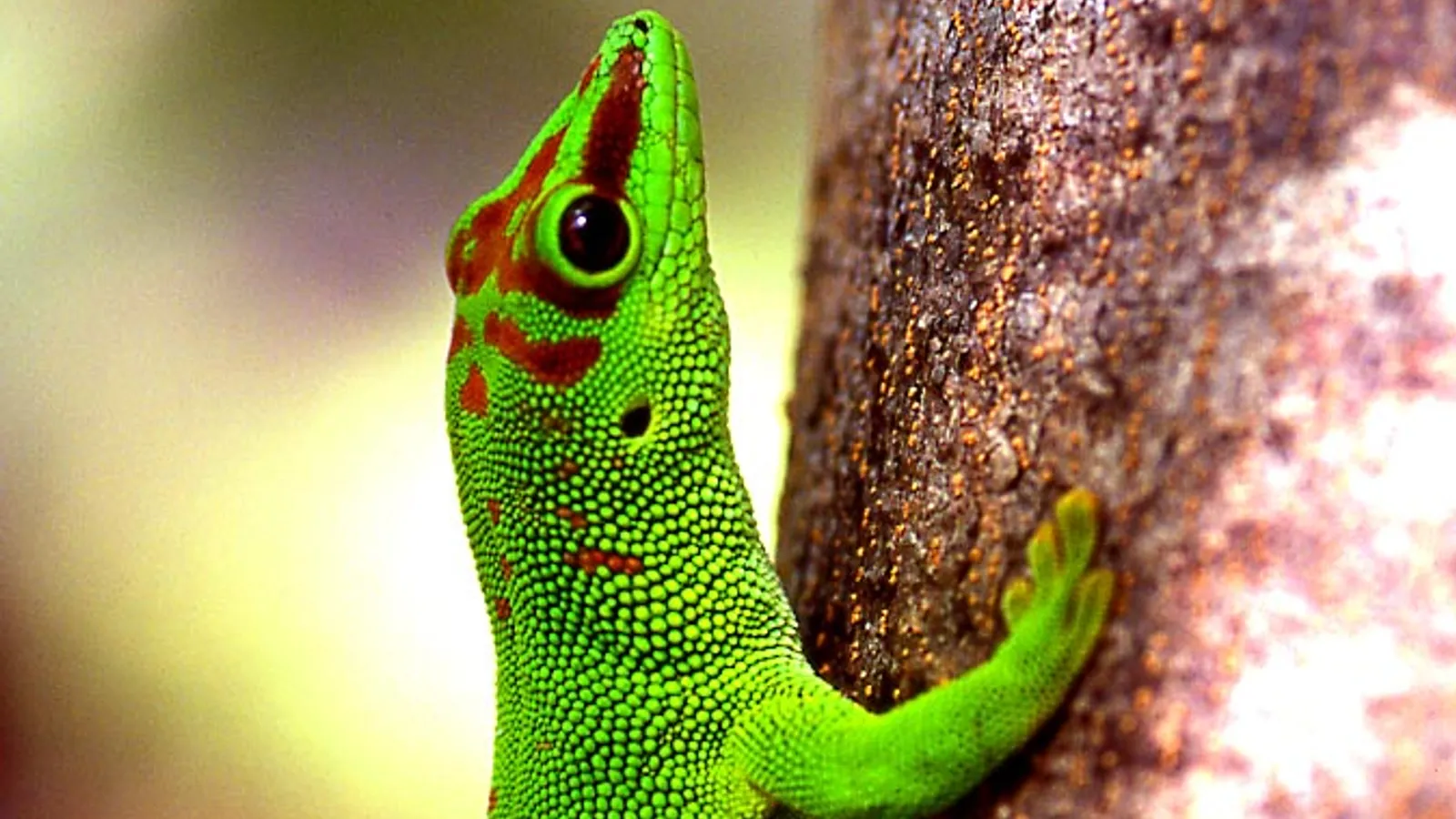 Geco diurno del Madagascar (Phelsuma madagascariensis)