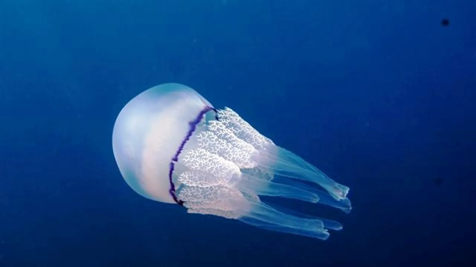 Polmone di mare (Rhizostoma pulmo)