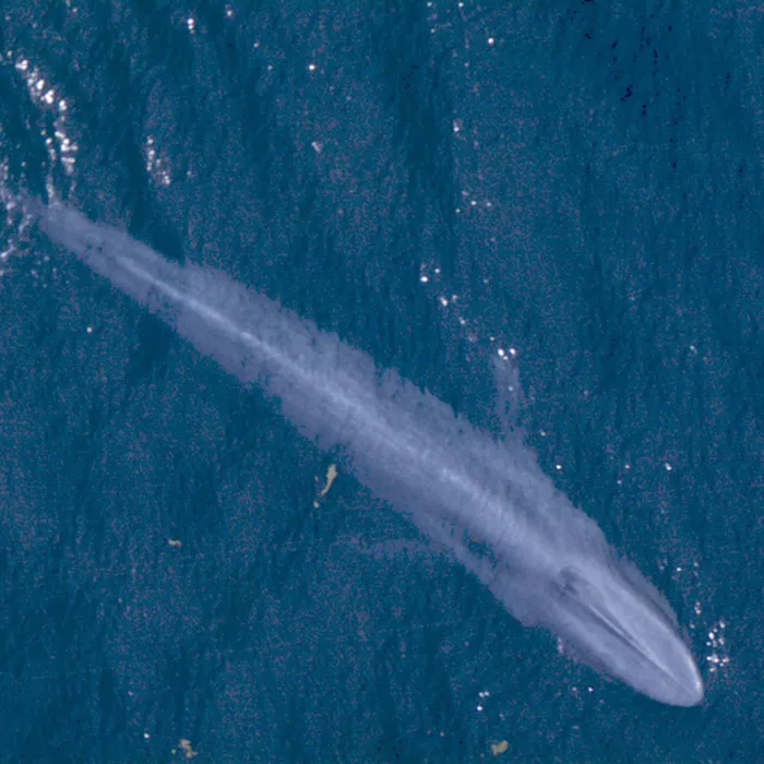 Balenottera azzurra (Balaenoptera musculus)