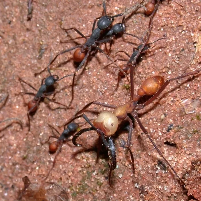Formica legionaria (Eciton burchellii)