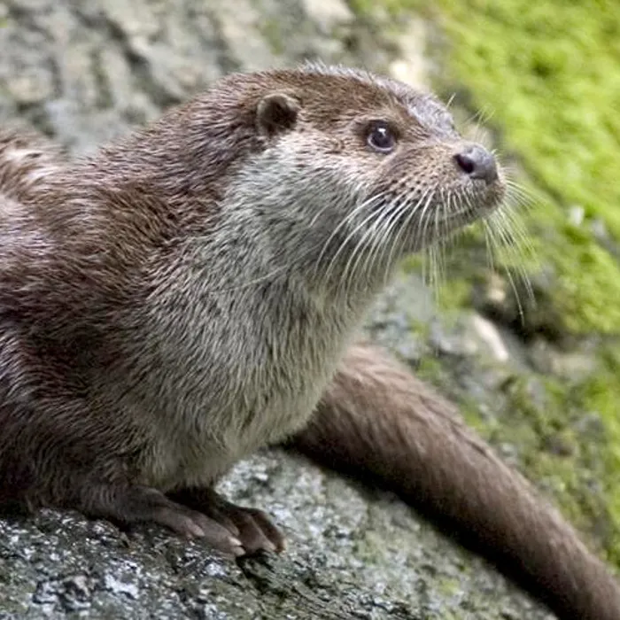 Lontra europea (Lutra lutra)